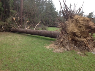 Tree Uprooted by Tornado at Garden of The American Rose Center, May 16, 2013