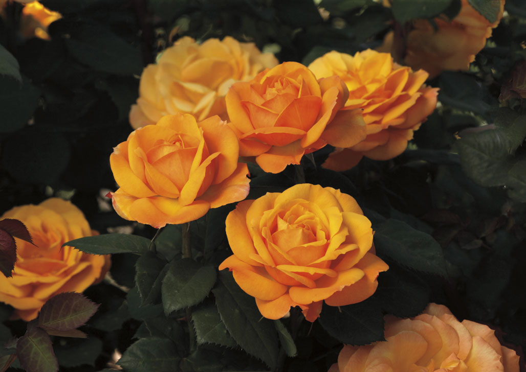 Good As Gold, Hybrid Tea Rose, New from Weeks Roses 2014