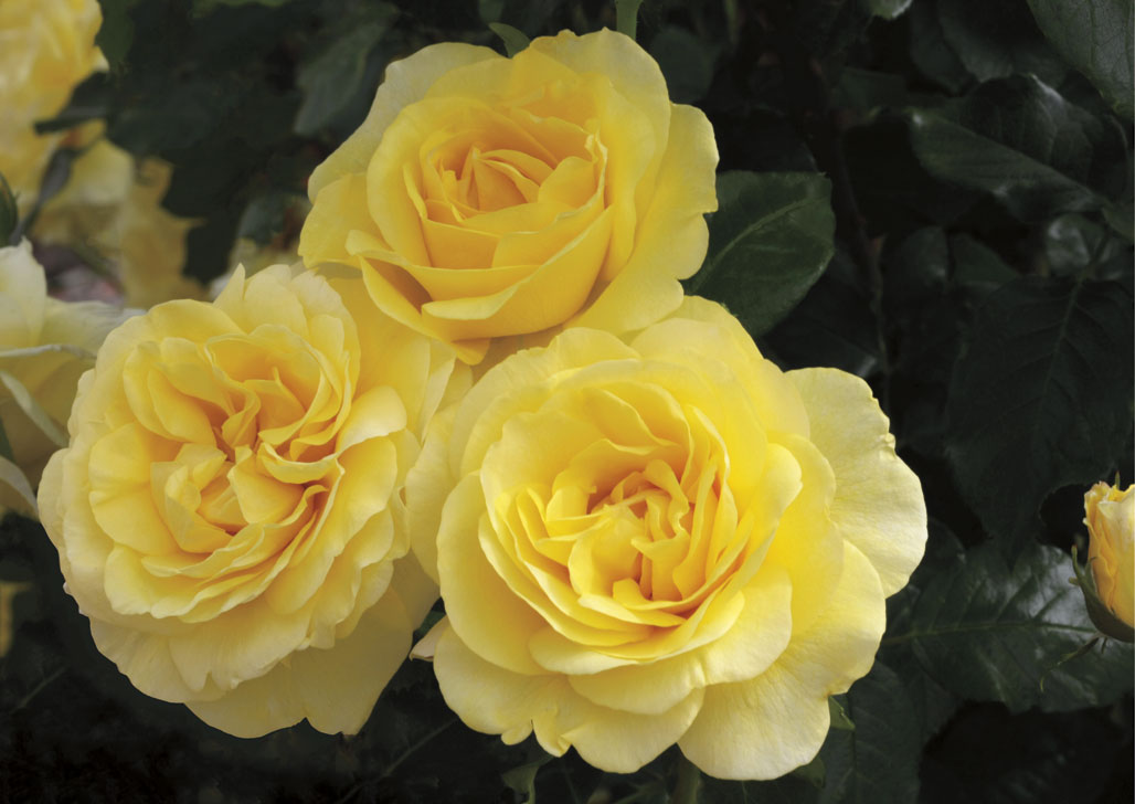 Happy Go Lucky, Grandiflora Rose, New 2014 Introduction from Weeks Roses