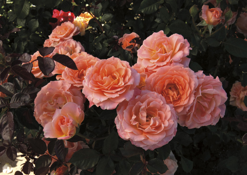 Jump For Joy Floribunda Rose, available 2014 from Weeks Roses