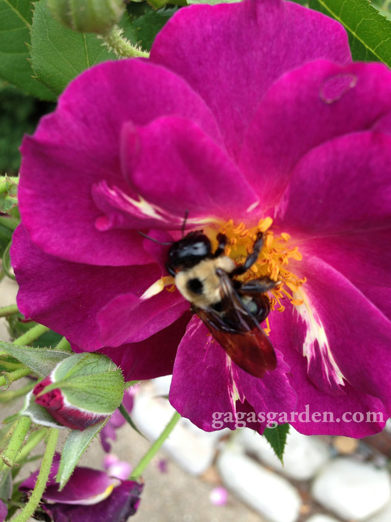 Stormy Weather, LCI with a Pollinator | Its All About Relationships