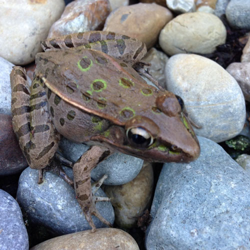 Garden Frog