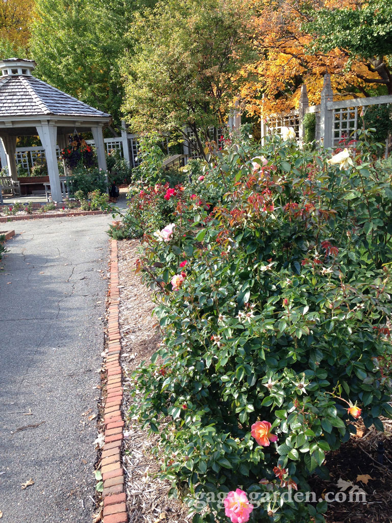University of Minnesota Landscape Arboretum Rose Garden