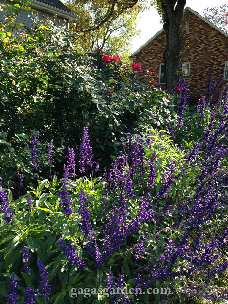 Jack and Eileen Falker's Rose Garden