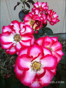 Betty Boop, floribunda