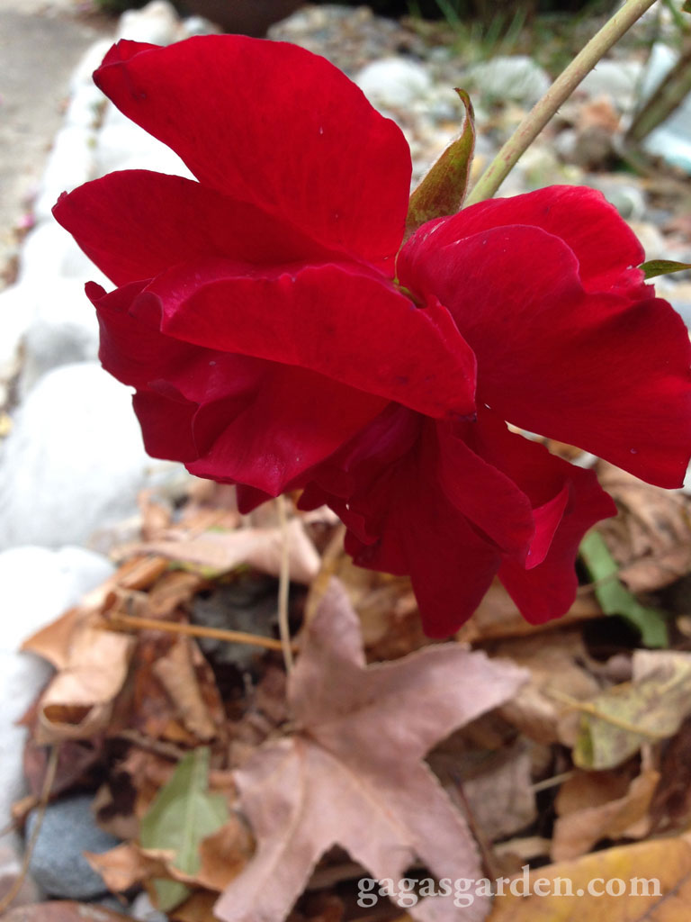 'Weeping' Rose and Leaves