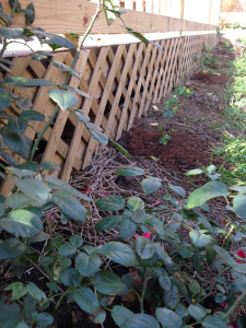 Dr. Zlesak Rose Garden Along the Deck