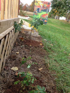 Dr. Zlesak Rose Garden Fall Planting, Foreground, Nevada in the Background