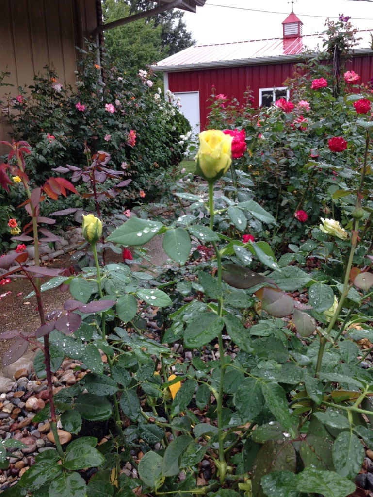 October Rose Garden