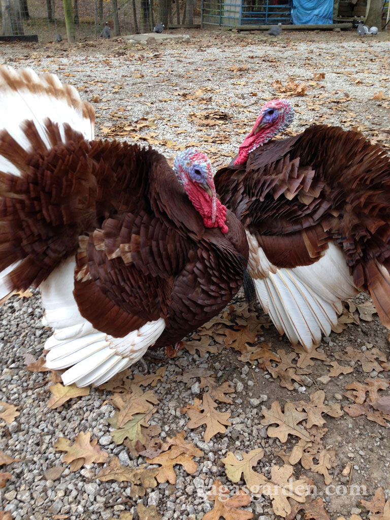 Pet Turkeys George Washington and his Brother Harry on my Neighbor's rescue farm