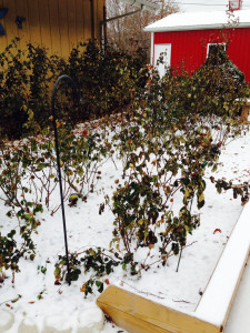 Rose Garden in The Winter