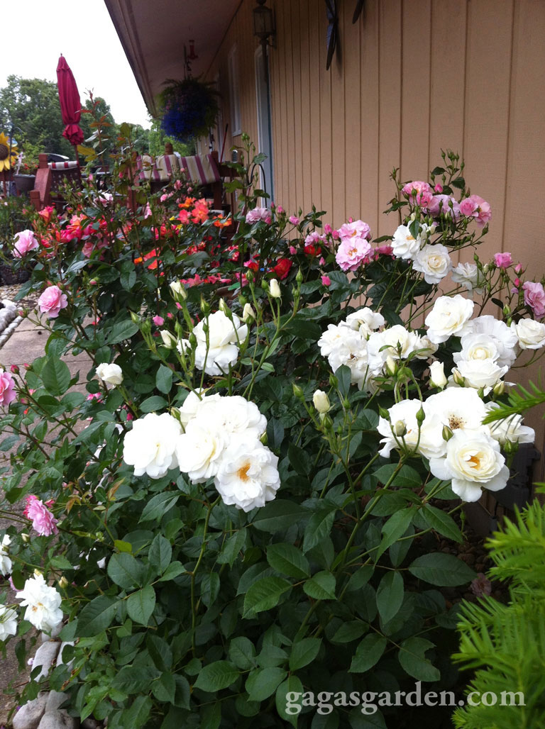 Floribunda Rose Garden