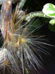 Desert Rose Seed Pods Opening