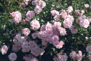 Bonica, Shrub rose always the first to bloom in the spring