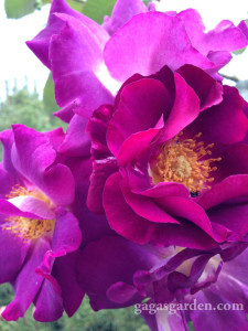 Stormy Weather, Large Flowered Climber