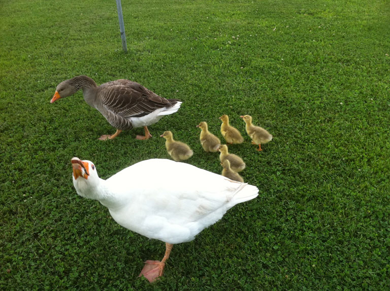Gander | Goose | Spring Goslings
