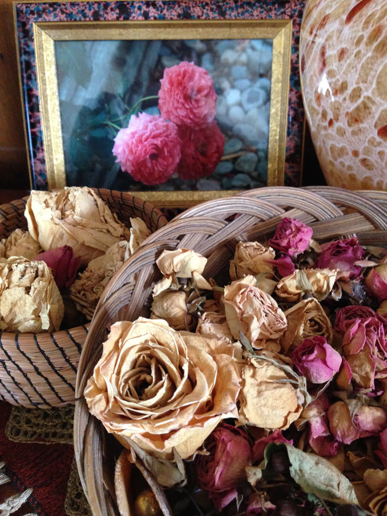 Dried roses from my garden aphotography of garden roses