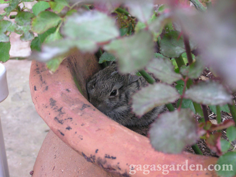 Baby Bunnies Born in My Minaiture Rose Pot