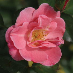 Oso Happy 'Pink Cupcake'
