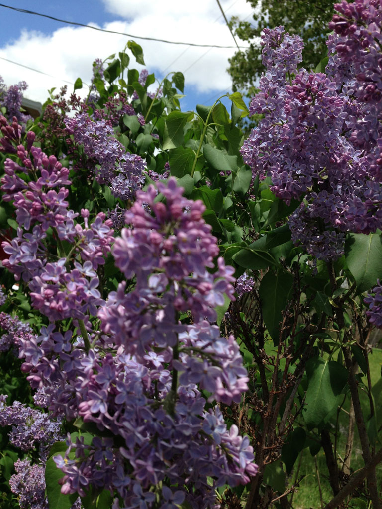 Lilacs a Deep Purple