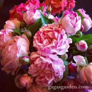 Love Planted A Rose Garden | June Is National Rose Month – Gaga's Garden