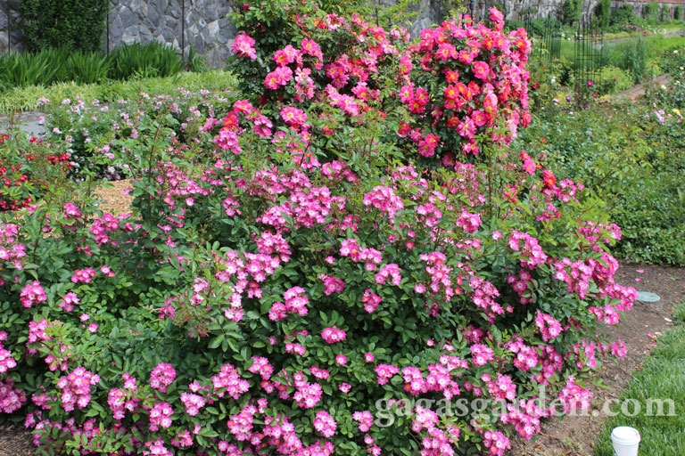 'Pookah' Polyantha and 'Bejazzo' Climber Winners of Biltmore Rose Trials