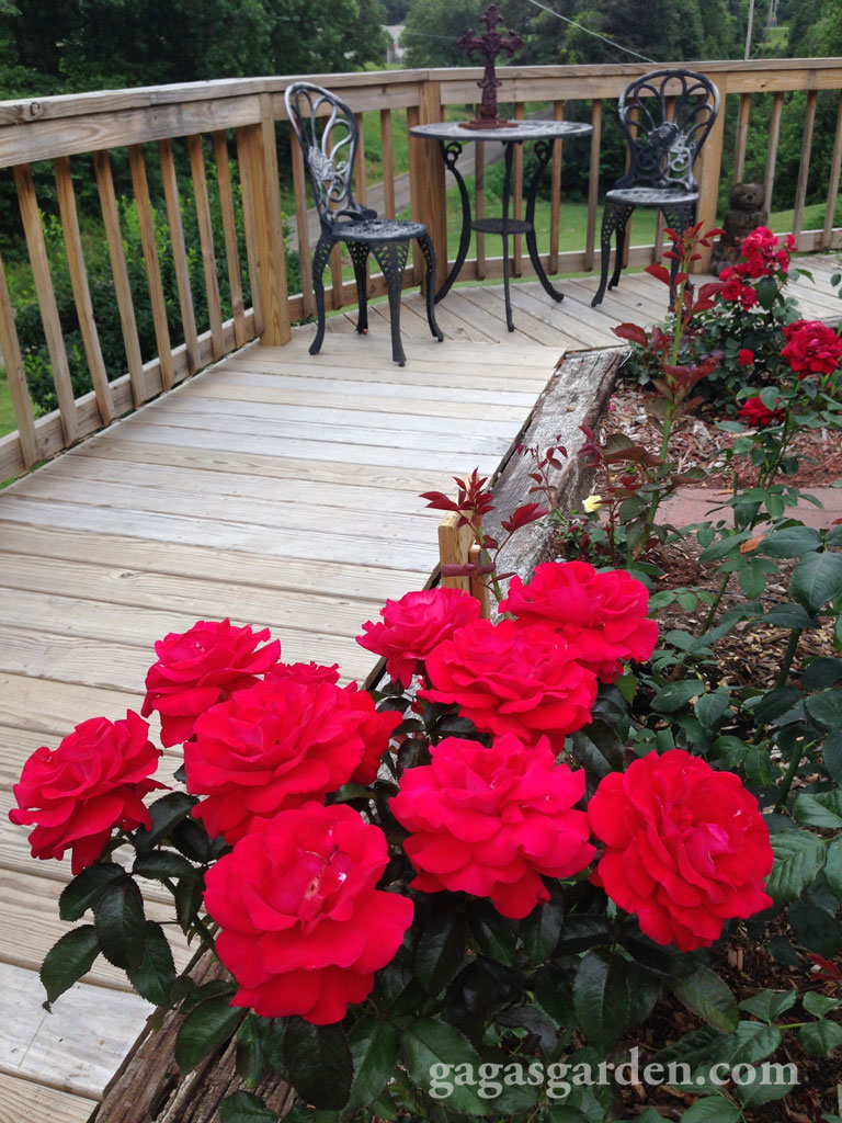 'Drop Dead Red' and the Bistro for Wine and Rose Tours on the Rose Walk