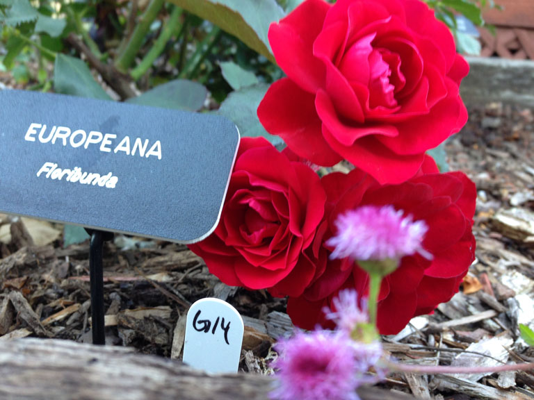 Europeana and Monarch Grande Rose (G14) by Dr. David Zlezak