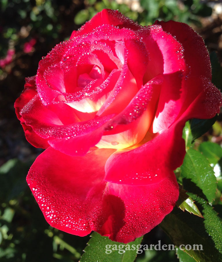 Double Delight with Morning Dew #nofilter #rosepicoftheday