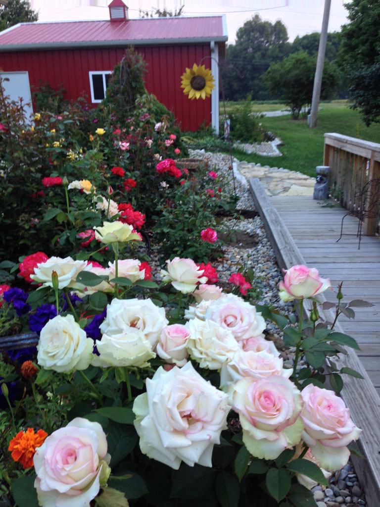 'Moonstone' bred by Tom Carruth Former Director of Research & Marketing, Weeks Roses is as at home in a garden setting as Queen of the Rose Show. #roseshows #gardenchat #rosechat #rosepicoftheday