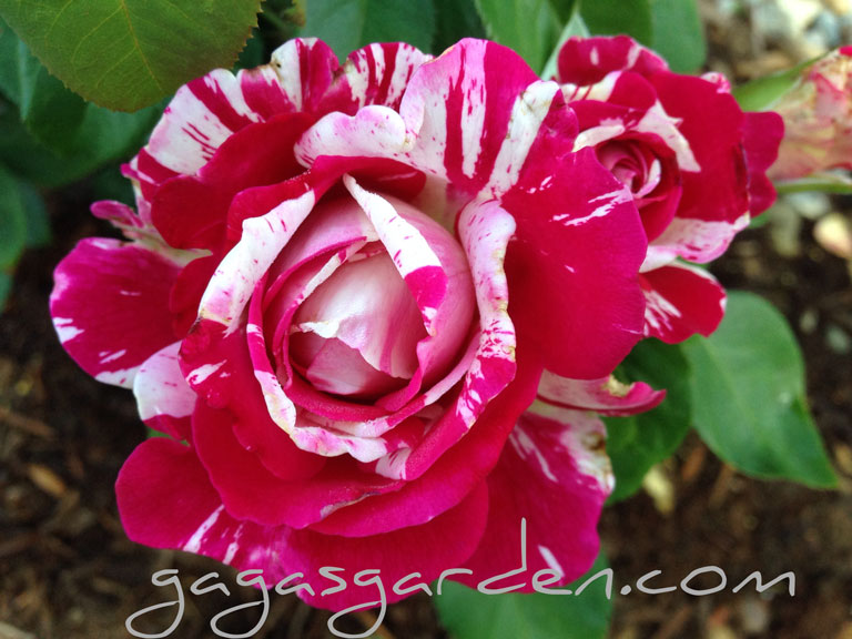 Neil Diamond, new from Weeks Roses 2015 Cataolog