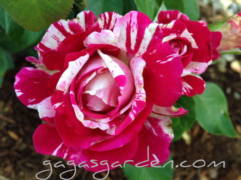 Neil Diamond Hybrid Tea Rose