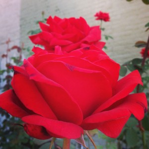 Red Roses at Baptist Church Fredericksburg, VA