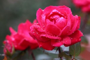 Star Roses 'RadRazz' Knock Out on a Rainy Day