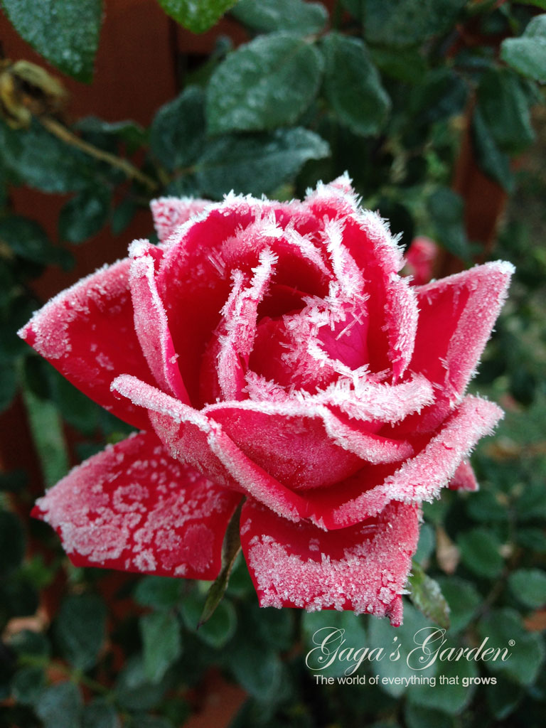 Star Roses 'RadRazz' A KnockOut Kissed with Ice Crystals