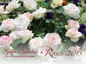 Gaga's Garden Roses 2015 Calendar Cover 'Moonstone'
