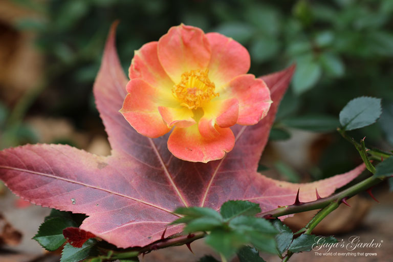 Oso Easy 'Paprika' by Proven Winners captured in a late fall bloom.