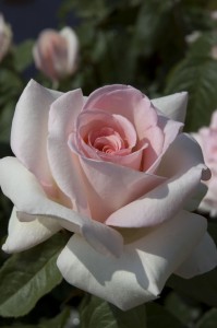 Star Roses and Plants 'Francis Meilland'