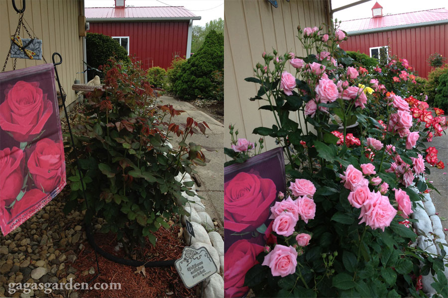 Gaga's Garden Floribunda Rose Garden in Illinois