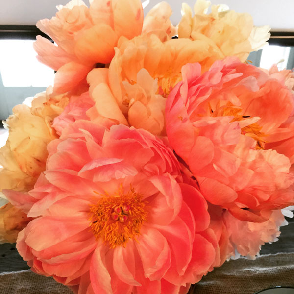 Coral Drift Peonies