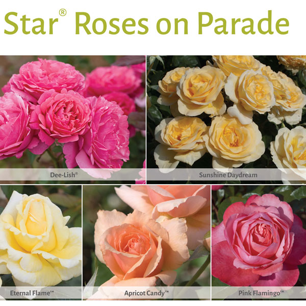 Star Roses on Parade