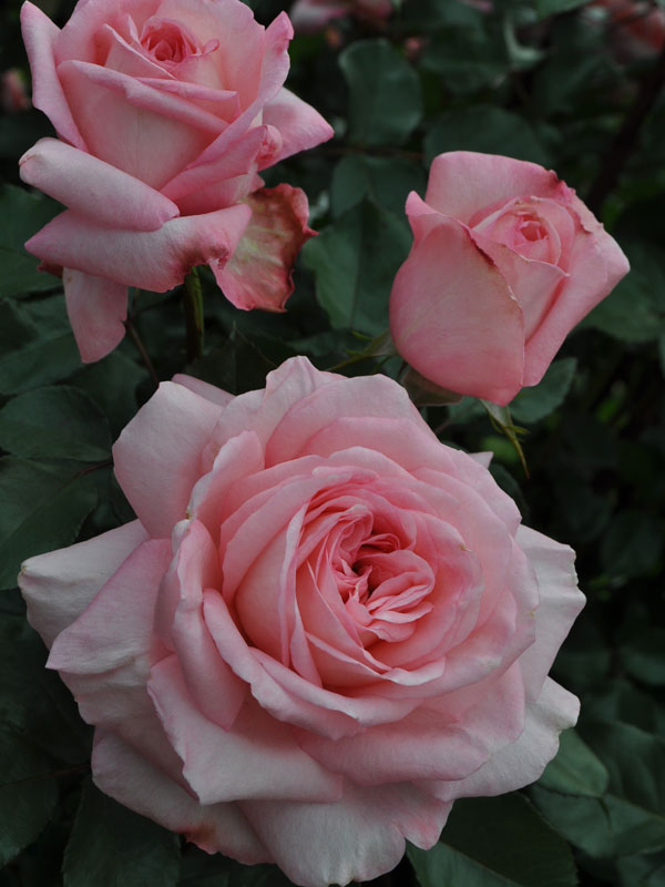 http://newflora.com/product/savannah-rose/