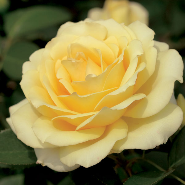 'Summer Love' Hybrid Tea by Tom Carruth