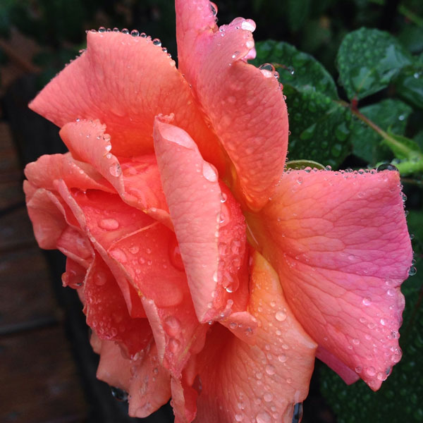 'Easy Does It' by Weeks Roses with Rain Drops, a vision of perfection