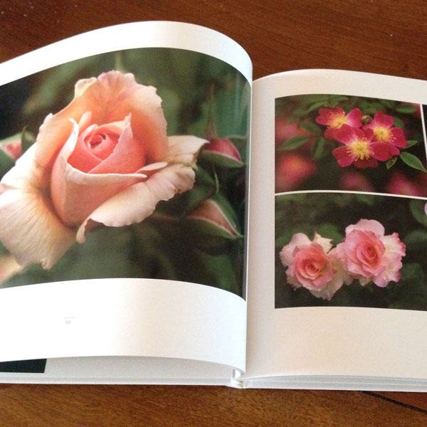 The Rose Garden of Fukushima by Maya Moore