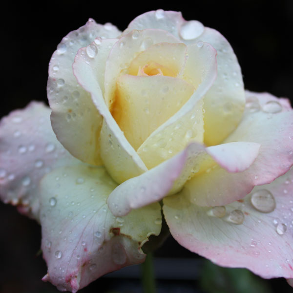 'Peace' by Meilland Roses, the most popular rose in the world