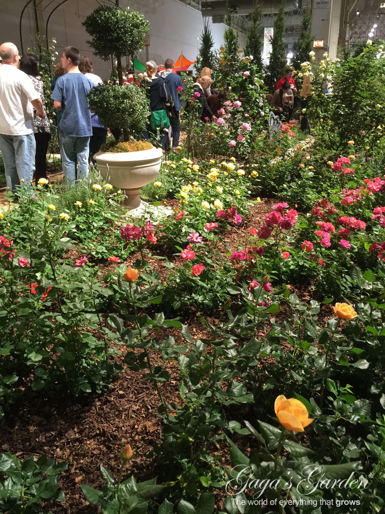 The Chicago Flower & Garden Show Rose Garden in Bloom In March | Apricot Candy | Cinco de Mayo