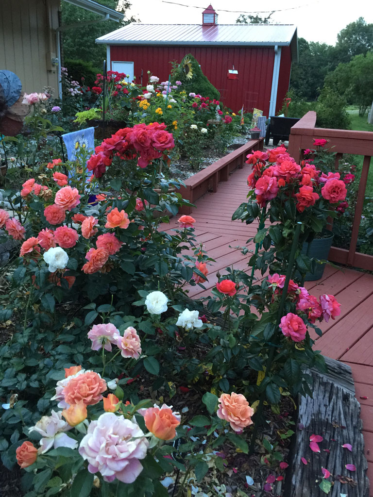 The Rose Garden in Bloom