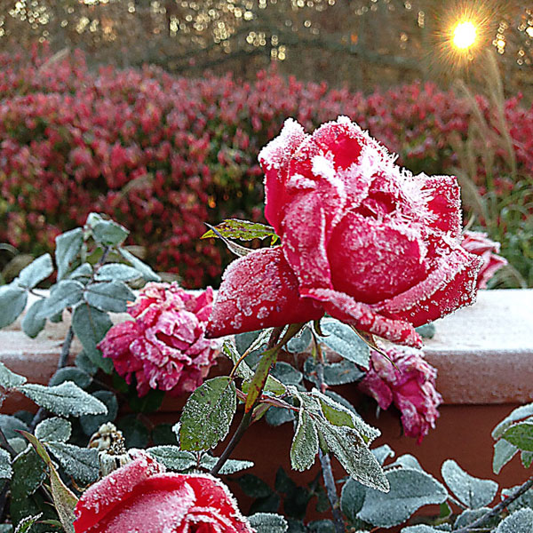 Double Knock OutÂ® Roses With Ice Crystals at Sunrise in The Garden