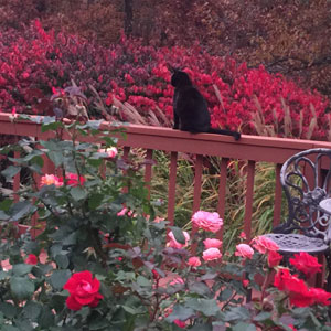 Squeaks Enjoying The Rose Garden